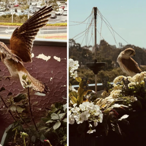 房东的无奈!澳洲奶奶:根本不敢赶走租客