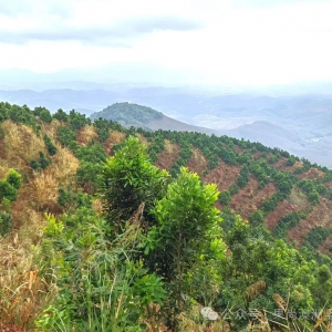 澳洲坚果种植关键技术37-干货分享:“以梢换果,花果压梢”,你了解多少?