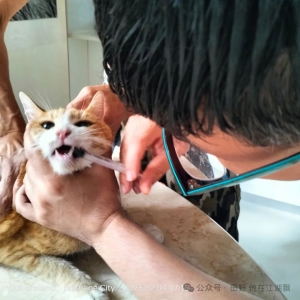 聊一聊澳洲的宠物殡葬(知识贴)