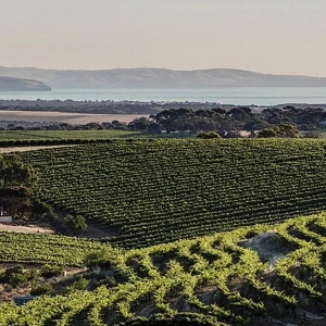 探秘麦克拉伦谷:澳大利亚顶级葡萄酒之乡