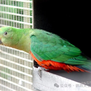 澳洲国王鹦鹉----------------(Australian King Parrot)