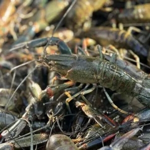 澳洲龙虾需求远超供应,“稻虾共育” 受追捧