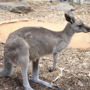 澳洲东线行5:梦幻世界、天堂农庄