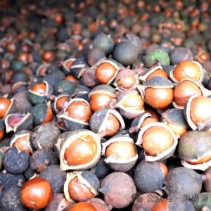 澳洲坚果种植关键技术40-消费市场:从带壳果过渡到果仁还要多久?