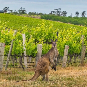 澳洲葡萄酒与富邑集团:2024年全球葡萄酒行业的赢家与他们的2025年