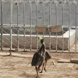 澳洲鸵鸟:独特的舞者——释丛玉