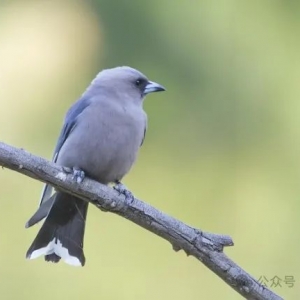 澳洲墨尔本大学本科不能毕业怎么办?