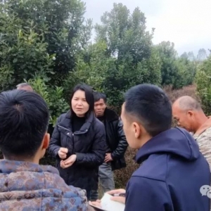 合山市澳洲坚果协会到象州县开展澳洲坚果春耕管护技术指导