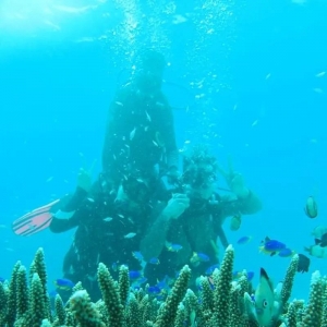 海底探险|澳大利亚大堡礁北线,与海洋生物学家共同修复珊瑚