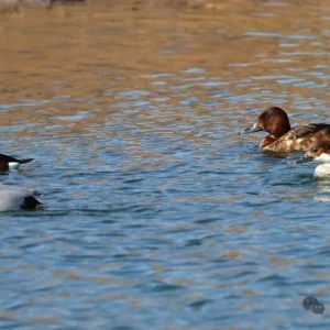 罕见迁途暂停水鸟澳洲潜鸭