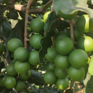 澳洲坚果2025年保果防病虫害技术方案