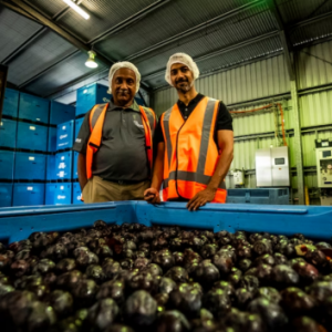 重磅发现! 澳洲这种独有的超级水果, 竟能预防老年痴呆! 价格不贵, 超市就能买