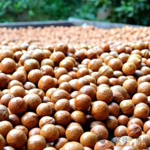 澳洲坚果种植关键技术55 - 干货分享:携财富种果or靠种果致富,你属于哪一类?