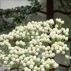 澳洲米花盆栽