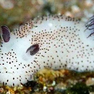 澳洲热门海滩惊现“毒海兔”入侵!泳池紧急关闭,狗狗生命堪忧!