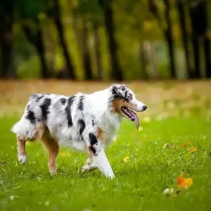 一日一犬 | 澳大利亚牧羊犬