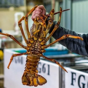 澳洲龙虾价格飙五年新高!中秋需求回暖,捕捞大叔终于能喘口气了
