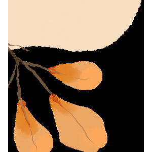 【澳洲移民】澳大利亚2025-26财年最优移民路径