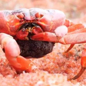 澳洲红蟹泛滥,百万只大迁徙道路变红河,为何没人敢去吃?