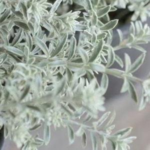 澳洲迷迭香:不烹饪的香草,银霜笼罩的花园精灵