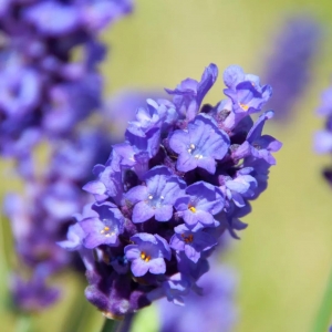 澳洲灌木薰衣草(Native Lavender Bush)
