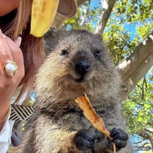 周六302 澳篮联布里斯班子弹VS东南墨尔本凤凰