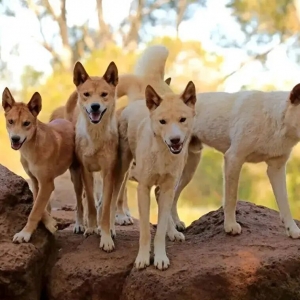 澳洲每年清理上百万只“村口大黄狗”!面对攻击人类、捕食袋鼠的它们,为何当地人要赶尽杀绝,甚至剥皮挂树上示众?