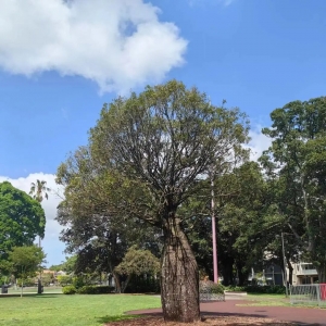 我在悉尼逛集市