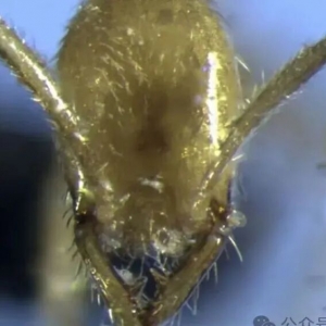 澳大利亚发现新蚂蚁,外形酷似伏地魔,能以蜈蚣为食