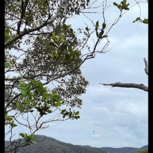 悉尼布鲁克林及霍克斯伯里河畔游记