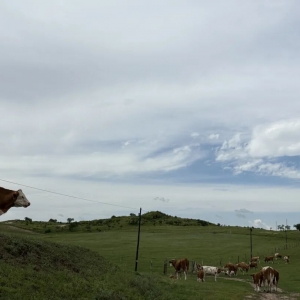 悉尼FC VS墨尔本胜利