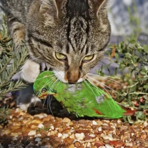 澳洲野猫危机:人类无意中制造的生态噩梦