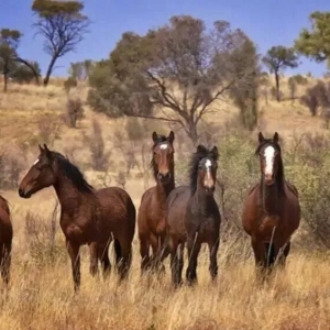 澳大利亚野马危机:美味马肉为何无人问津?