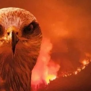 大自然的“惩罚”开始了?澳洲野鸟四处纵火,难道是人为指使的?